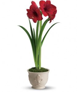 A premium double bloom amaryllis dressed up in a festive planter with pine cones and a bow