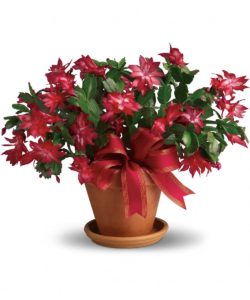 Christmas Cactus with pink and red flowers