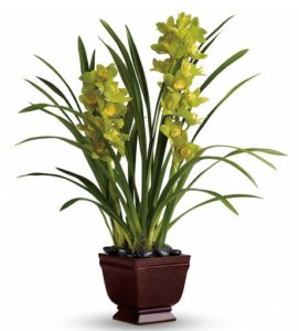 As if beautifully blossoming green cymbidium orchids rising out of dramatic black river rocks weren't splendid enough, this gift takes it up a notch by delivering it all inside a beautiful Noble Heritage Urn.