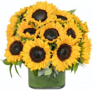 A cute cube of bright sunflowers